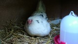 Eine brütende Henne, Foto: sunpic  / pixelio.de