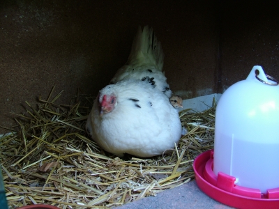 Eine brütende Henne, Foto: sunpic / pixelio.de